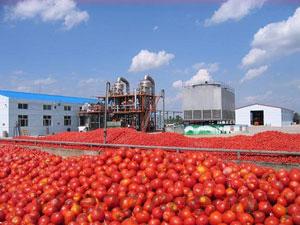 Tomato Paste Production Line